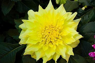 本周Fami通游戏评分出炉 《瓦里奥制造》获35分